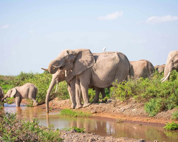 elephant_herd_in_amboseli_national_park_kenya