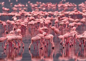 Flamingos-in-Lake-Nakuru-National-Park