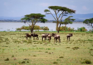 Lake-Naivasha-National-Park-Crescent-Island