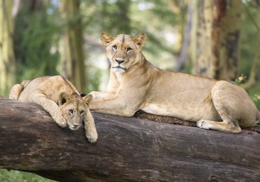 Lake Nakuru National Park pair of lions