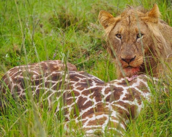 Masai-Mara-Kenya-Lion