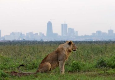 Nairobi-National-Park-Lion