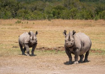 Ol Pejeta Wildlife Conservancy