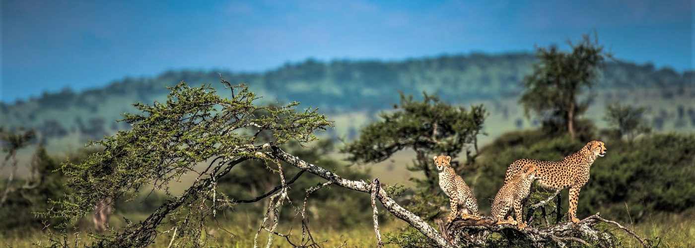 Serengeti-National-Park