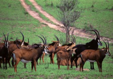 Shimba-hills-wildlife