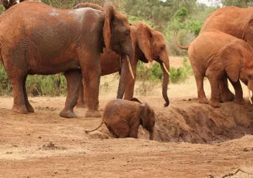 Tsavo-Elephants