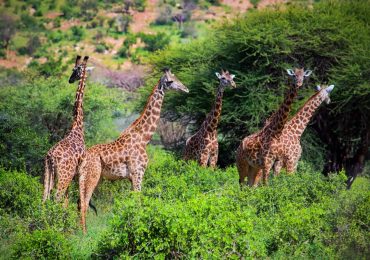 Tsavo West National Park Giraffes