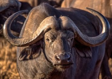 Tsavo West National Park buffalo