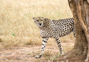 Tsavo West National Park cheetah