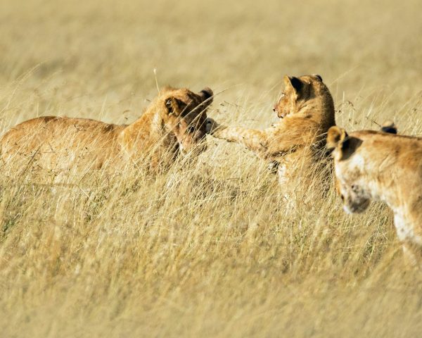 Young lions playing in the Masai Mara, Kenya.