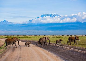 elephants-crossing