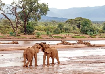 elephants-play-fighting-Samburu