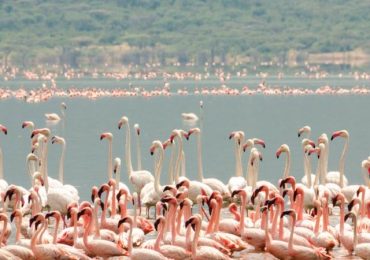 lake-bogoria-flamingo-birds