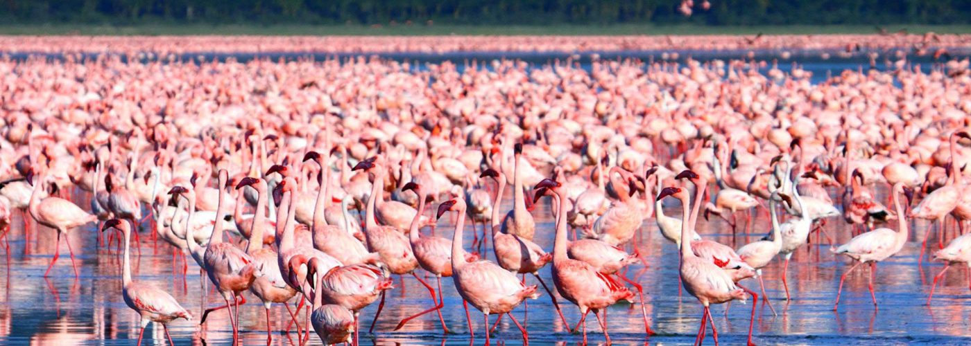 lake-nakuru-national-park-flamingoes