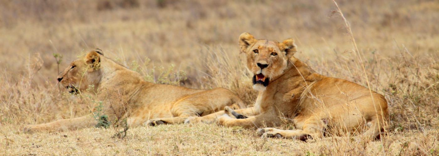 lions_Kenya_Africa