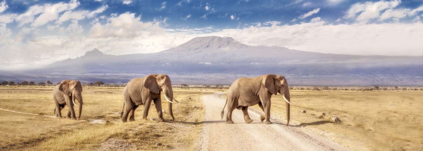 three-giant-elephants-amboseli