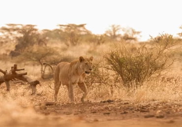 tsavo-lioness