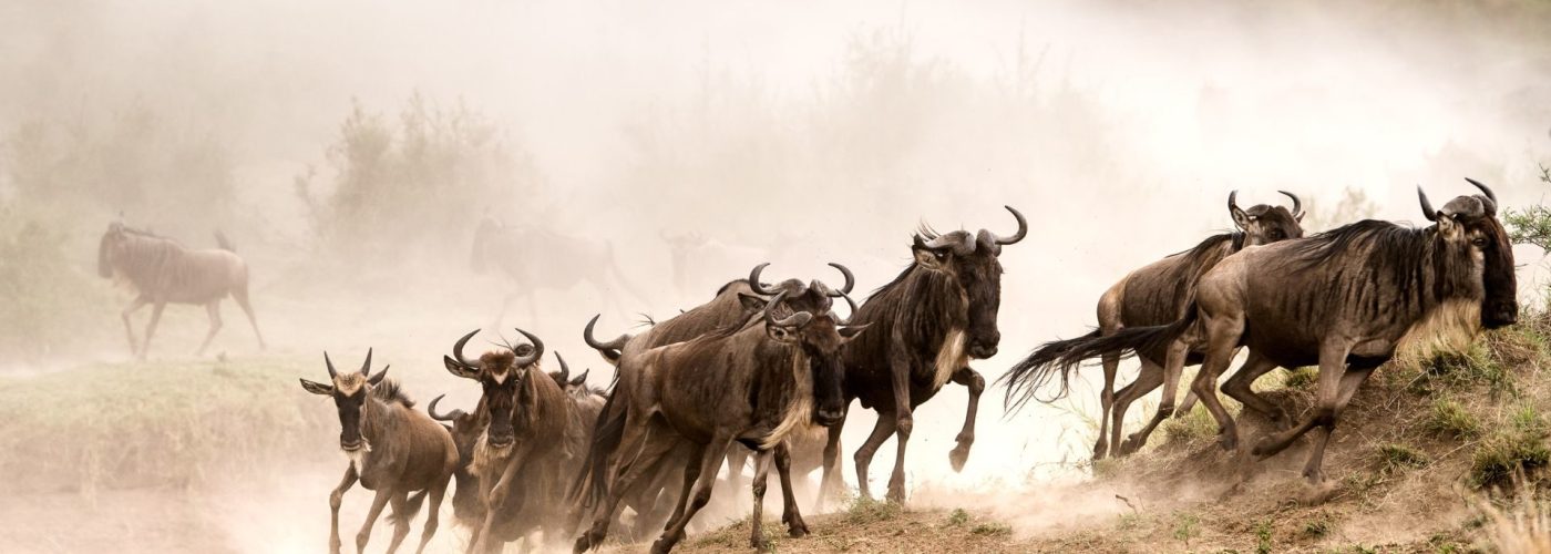 wildebeest-migratio