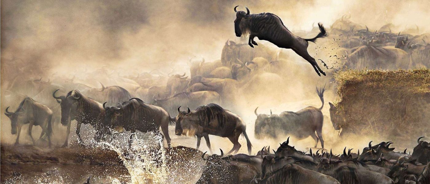 wildebeests-migration-safari