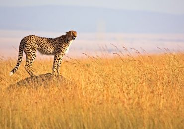 Africa-Kenya-Masai-Mara-Cheetah-on-termite-mound