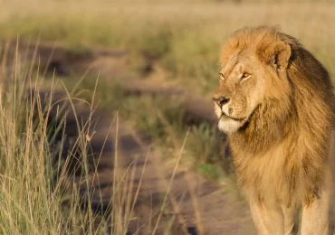 maasai-mara-lion-king