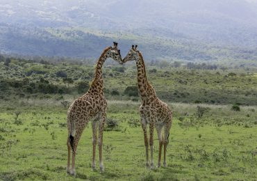 meru-national-park